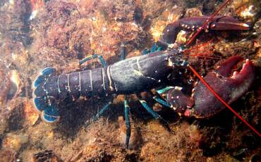 Lobster