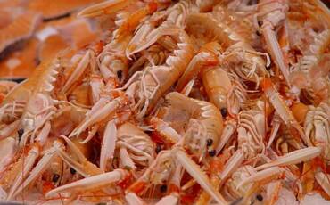 Langoustines