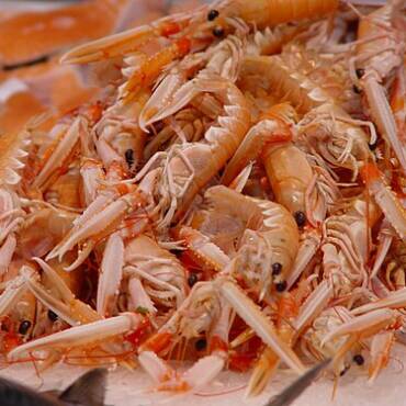 Langoustines
