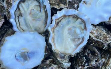 Oysters