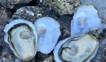 French Oysters: A Leading Export Product