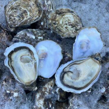 French Oysters: A Leading Export Product