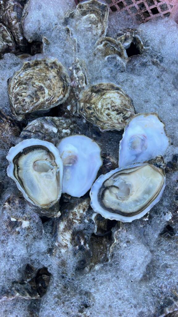 French oysters