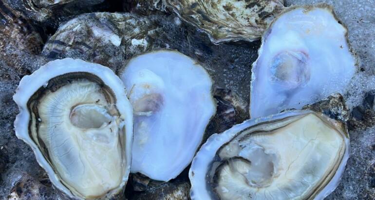 French Oysters: A Leading Export Product