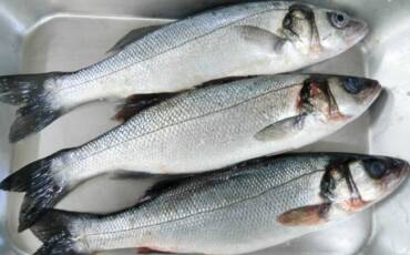 Bass