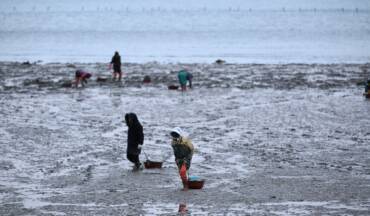 Fresh Stuffed Clams from Brittany – An Authentic Delight