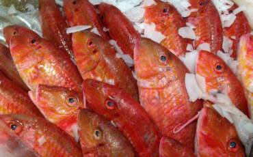 Red Mullet