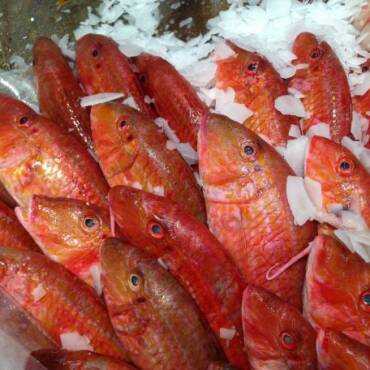 Red Mullet